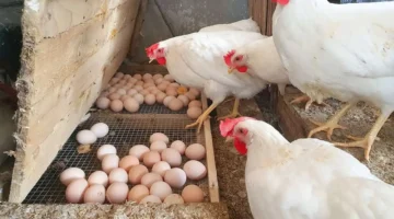 تحديثات الأسواق.. أسعار الدواجن والبيض تسجل أرقاماً جديدة في تعاملات الجمعة 30 يناير